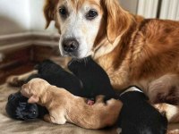Deprem Bölgesinden Köpekler