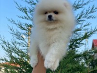Pomeranian bo teddy yavrularımız