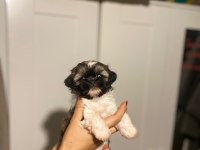 Safkan Rengarenk Shih Tzu Bebeklerimiz