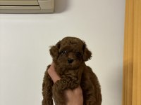 KORE ORJİNAL TOY POODLE EN MİNİK BOY BEBEKLERİM