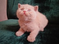 Safkan Fawn British Shorthair Erkek