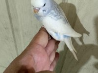 30 GÜNLÜK RENK GÜZELİ ERKEK BEBEK MUHABBET KUŞU