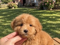 Red Maltipoo Kızımız