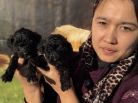 Siyah toy poodle bebekler ruhsatlı çiftlik 