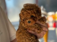SAĞLIK VE IRK GARANTİLİ TOY POODLE