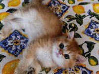 Kız güzeli bir erkek british shorthair