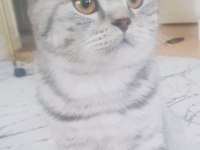British shorthair oğlumla bir dişiyi takas etmek istiyorum