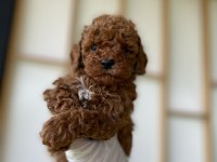 Poodle (red Brown)