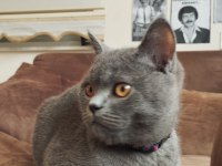 British shorthair tüm eşyaları yanında verilecektir