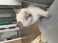 2 aylık tuvalet alışkanlığı kazanmış durumda scottish fold