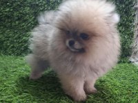 POMERANİAN BOO DİŞİ YAVRULAR