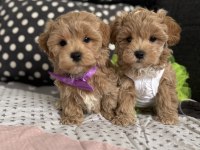 Teacup maltipoo tuvalet eğitimli