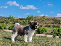 Yüksek Kalite Amerikan Akita Yavrular Sun Kennels