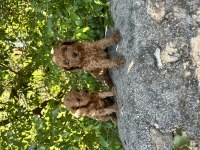 KORE TOY POODLE BEBEKLERİMİZ HAZIR