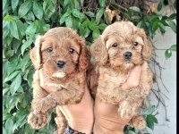 Maltipoo efsane bebekler