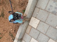 Safkan issabel tan french bulldog 1 yaşında dişi