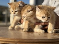 En güzel golden british shorthair yavrularımız