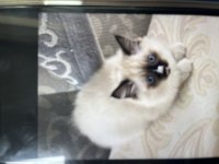 Anne babası orijinal ragdoll yavrumuz 2 aylık oldu