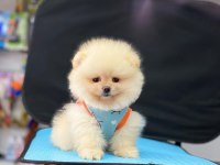 Orjinal pomeranian