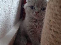 Yavrularım erkek dişi british shorthair