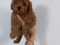 Üst kalite Toy Poodle bebeklerimiz