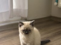 British Shorthair Blue Point yavrularımız yuva arıyor