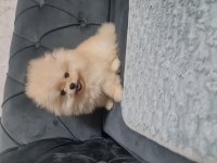 Show Kalite Pomeranian Boo
