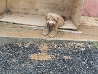 4 Aylık Terrier
