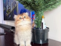 Golden British Longhair