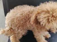 Çok Tatlı Dört Aylık Dişi Teacup Poodle Yavrusu