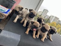 Pug mops gül kuyruk orjinal