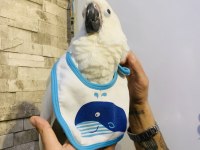 PAMUKK GİBİ GERÇEK BEBEK YAVRU KAKADU