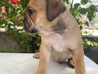 İngiliz bulldog safkan yavrular dişi erkek mevcut