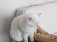 Chinchilla safkan