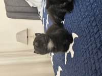 Sevimli British Shorthair Yavrular