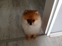 Pomeranian Köpeği
