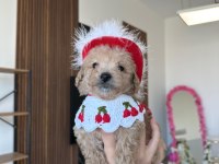 Sevimli maltipoo kızımız ailesini arıyor