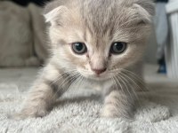 Yavru Scottish Fold