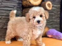 Büyümeyen Maltipoo Yavrulari