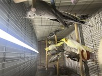Yeni Yeme Düşmüş Bebek Sultan Papağanları