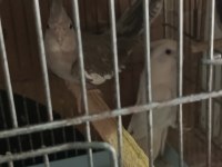 Albino cinnemon takım sultan papağanı