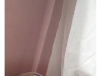 Pakistan Papağanı Evcil Dişi