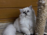 Güzel british longhair prenses kızımız