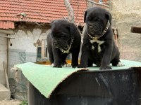 Orjinal Cane Corso Yavrularımız