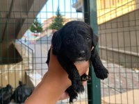 AŞIRI SEVİMLİ SİYAH POODLE BEBEKLERİMİZ