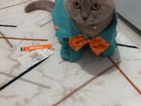 1 yaşında scottish fold eş ilanı