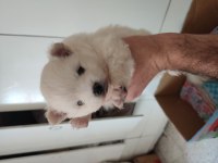 Pomeranian anne ve yavruları