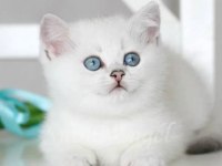 VETERİNER KLİNİĞİNDE TESLİM BRİTİSH BEBEKLER
