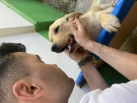 11 Aylık Dişi Labrador aşıları kimliği ve çipi tam