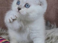 1 scottish fold ve 1 british yavru